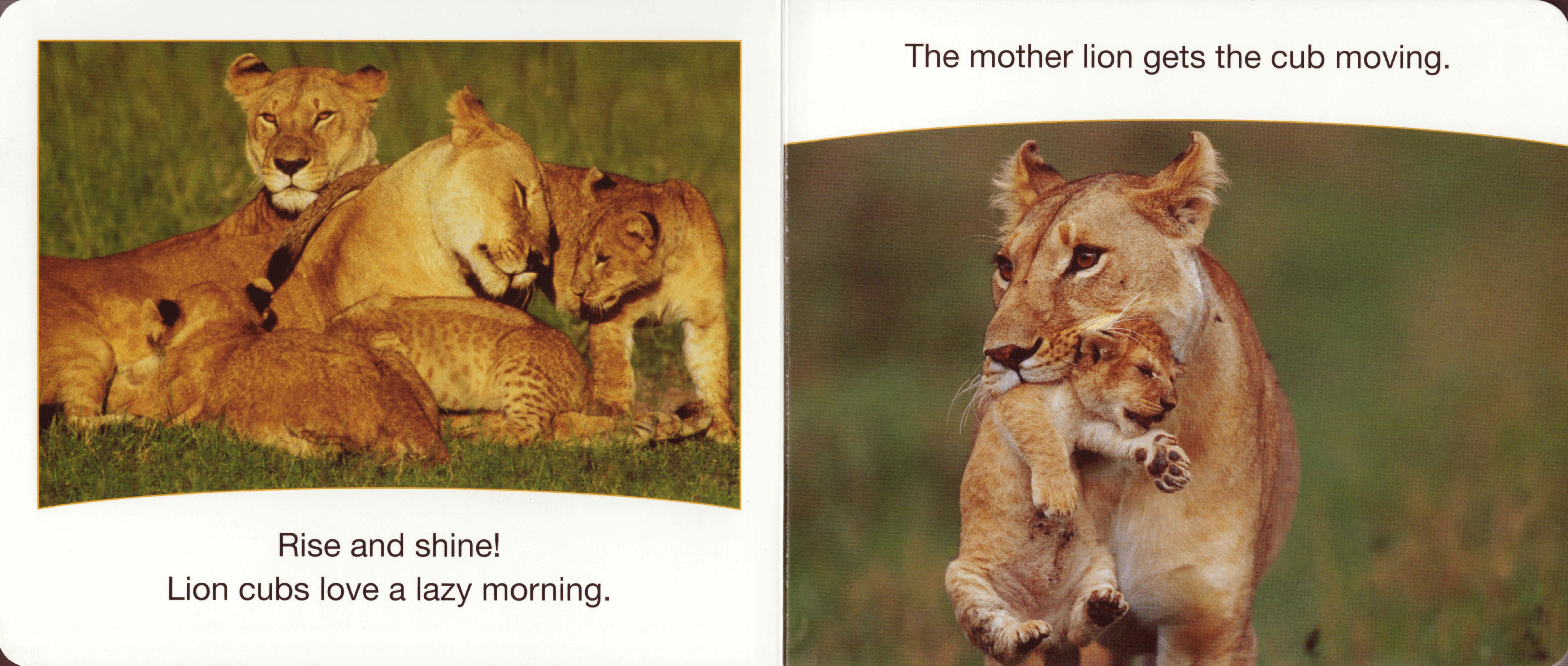 planet earth Lion Cubs (2009.Scholastic) (Brainiac).pdf,第3页预览