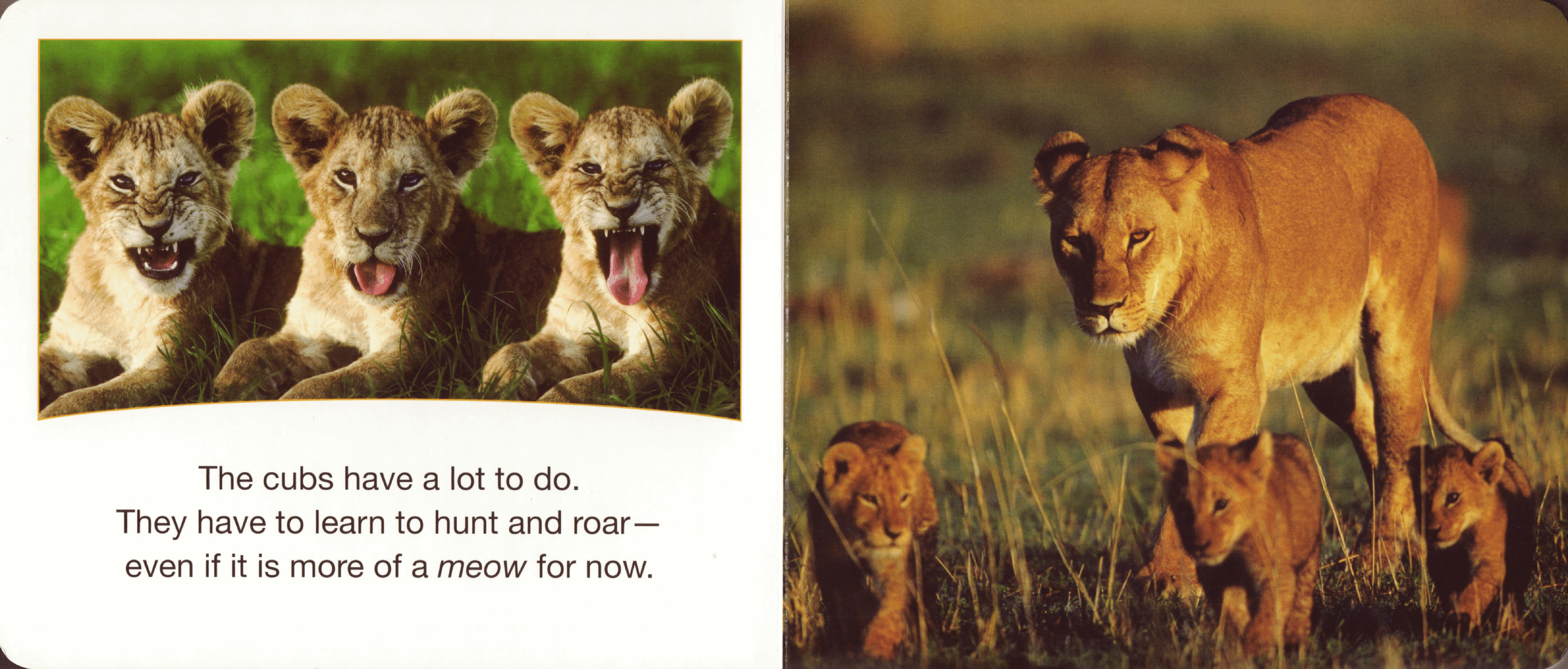 planet earth Lion Cubs (2009.Scholastic) (Brainiac).pdf,第4页预览