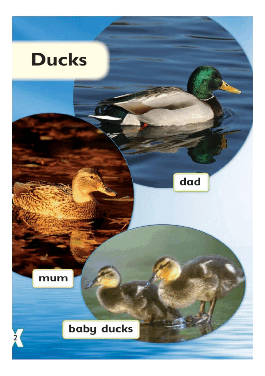 X牛津X计划系列1-9级绘本14 Ducks.pdf,第4页预览
