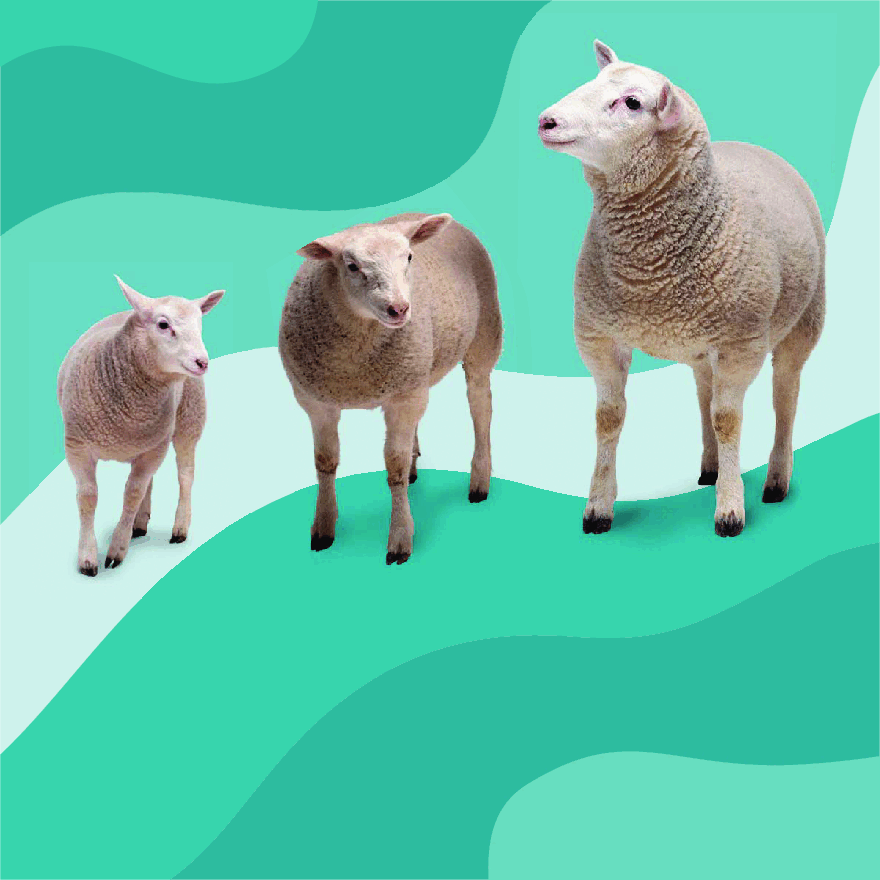 Pearson培生3-6岁低幼亲子阅读绘本38本53.DK See how they grow Lamb.pdf,第4页预览