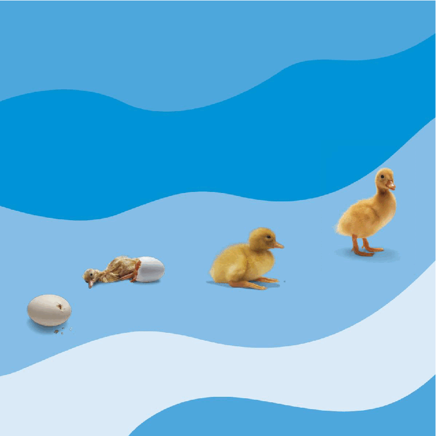 Pearson培生3-6岁低幼亲子阅读绘本38本14.DK See how they grow Duck.pdf,第4页预览