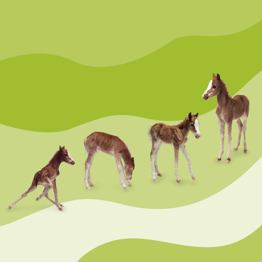 Pearson培生3-6岁低幼亲子阅读绘本38本28.See how they grow Pony.pdf,第3页预览