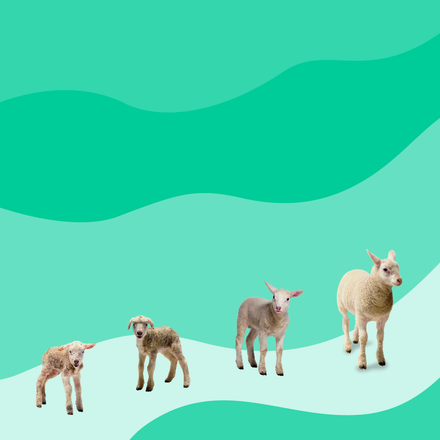 Pearson培生3-6岁低幼亲子阅读绘本38本53.DK See how they grow Lamb.pdf,第3页预览