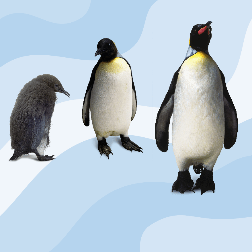 Pearson培生3-6岁低幼亲子阅读绘本38本15.DK See how they grow Penguin.pdf,第4页预览
