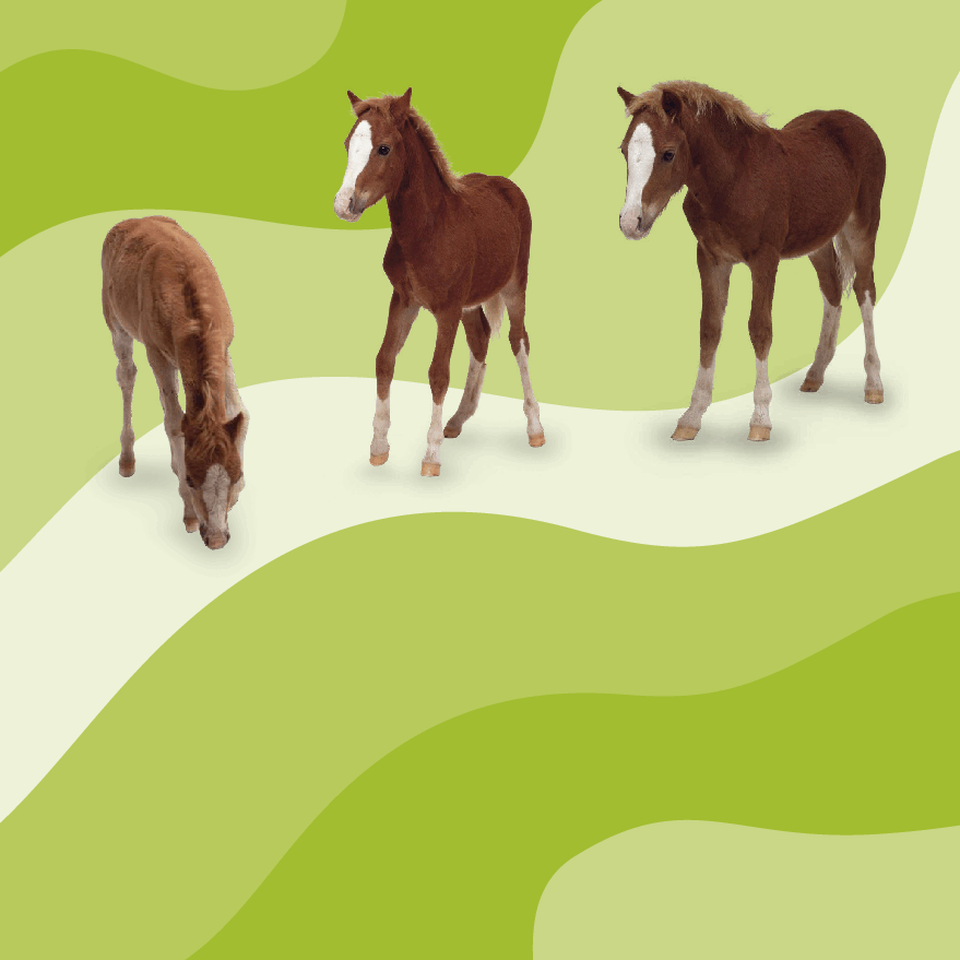 Pearson培生3-6岁低幼亲子阅读绘本38本28.See how they grow Pony.pdf,第4页预览