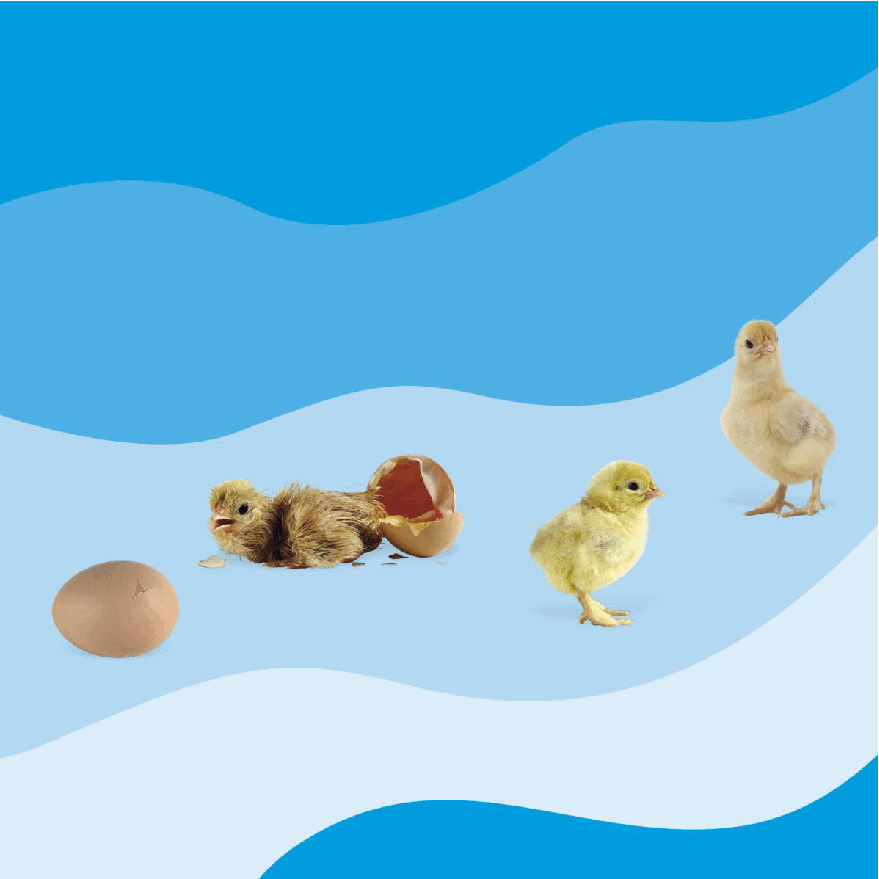 Pearson培生3-6岁低幼亲子阅读绘本38本16.DK See how they grow Chick.pdf,第4页预览
