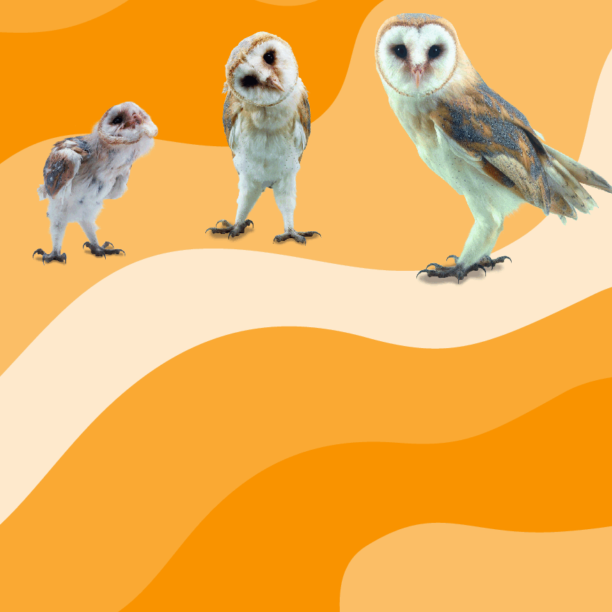 Pearson培生3-6岁低幼亲子阅读绘本38本05.See how they grow Owl.pdf,第4页预览