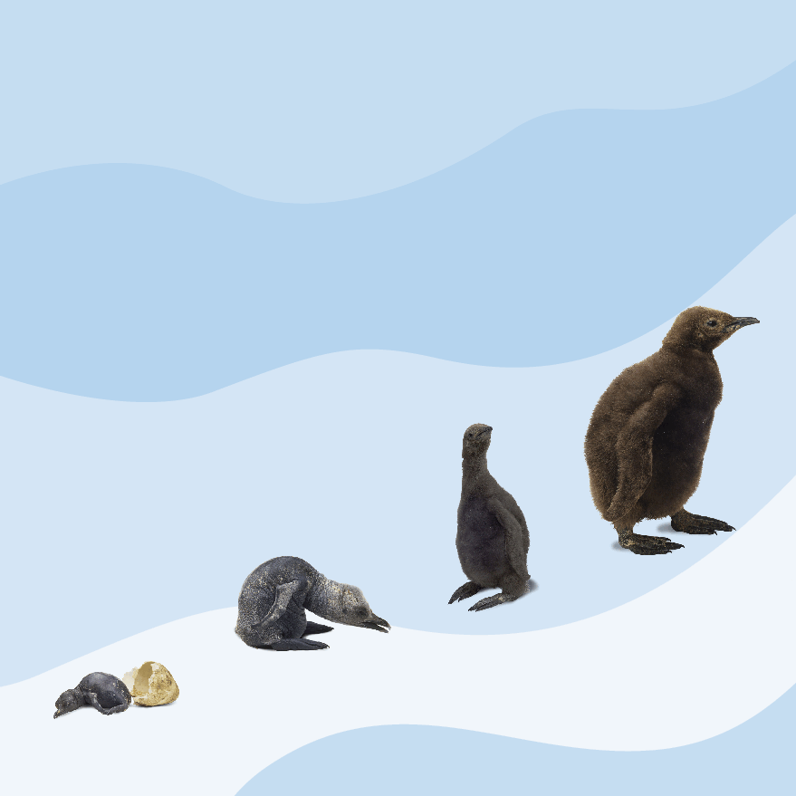 Pearson培生3-6岁低幼亲子阅读绘本38本15.DK See how they grow Penguin.pdf,第3页预览