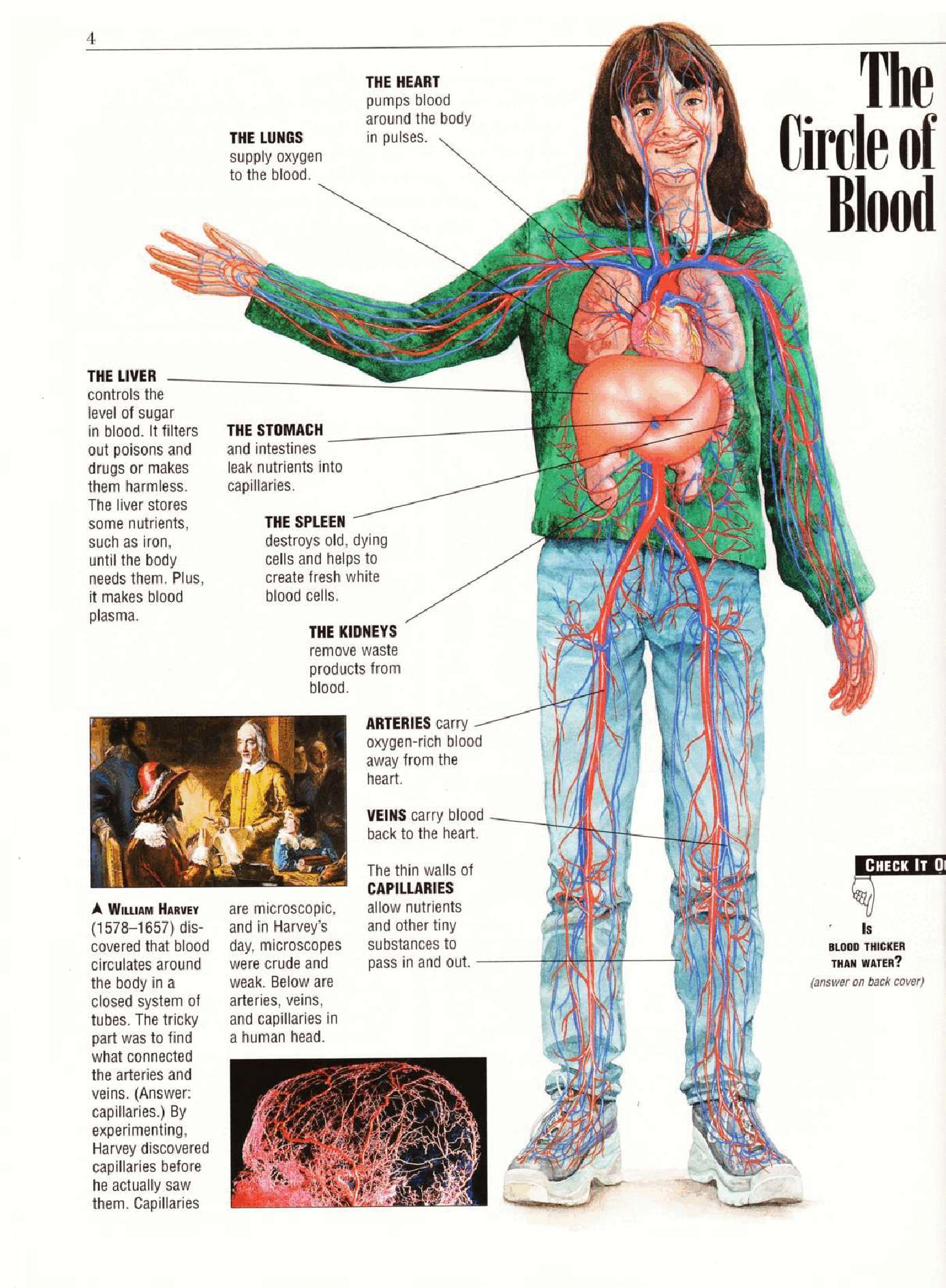 Kids Discover v09n01 - Blood (1999-04).pdf,第4页预览