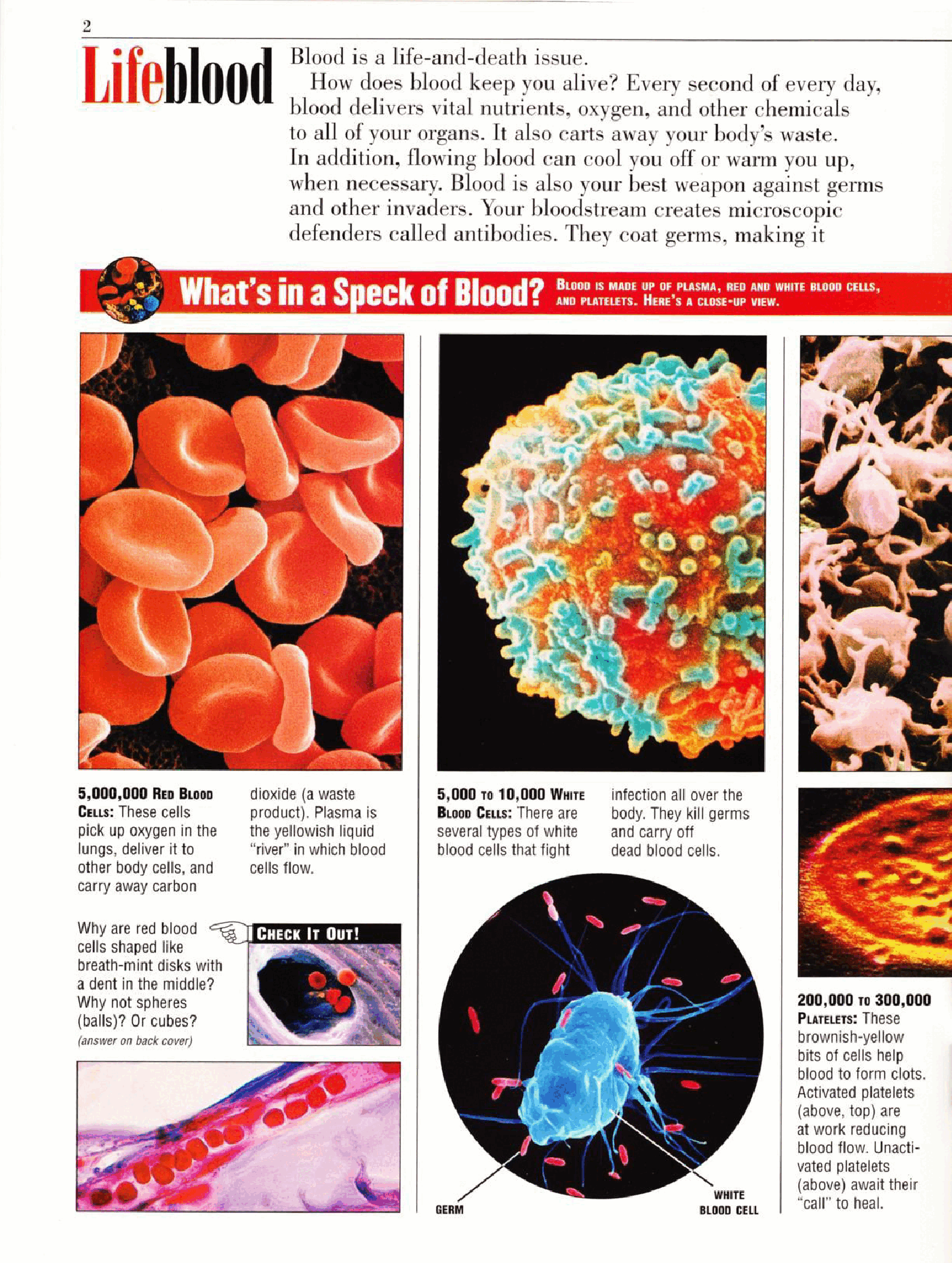 Kids Discover v09n01 - Blood (1999-04).pdf,第2页预览